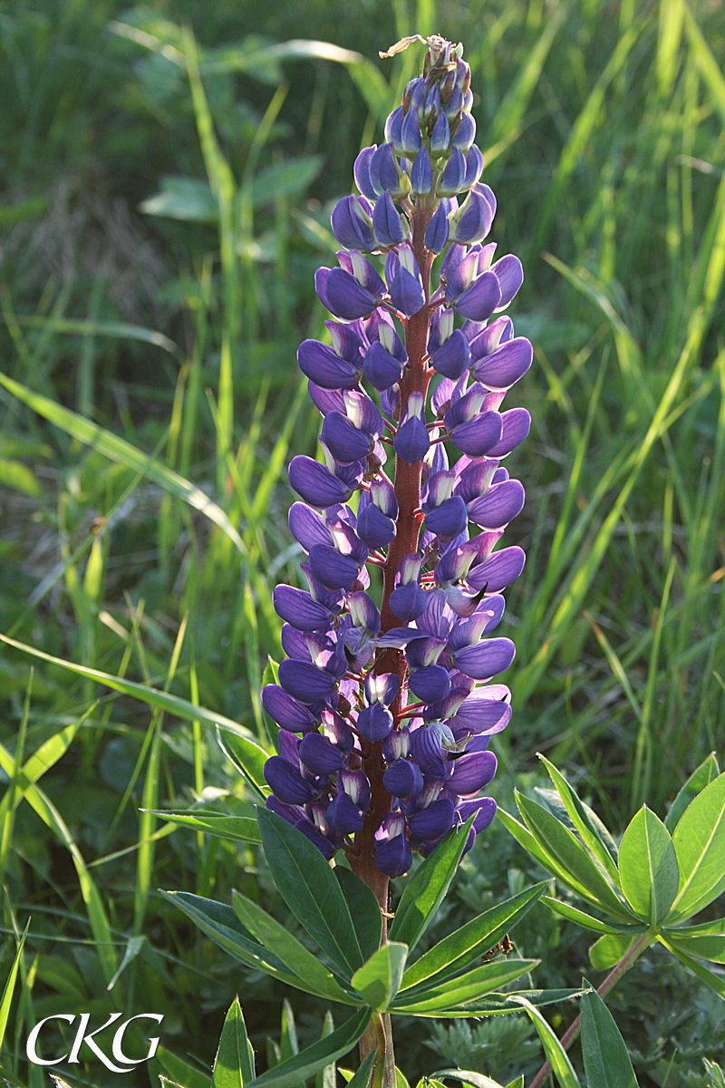 Blomsterlupin_11045.JPG