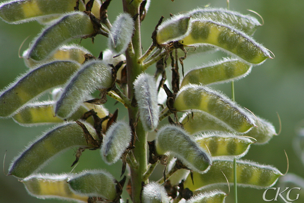 Blomsterlupin_genomlysta_baljor_17027.JPG