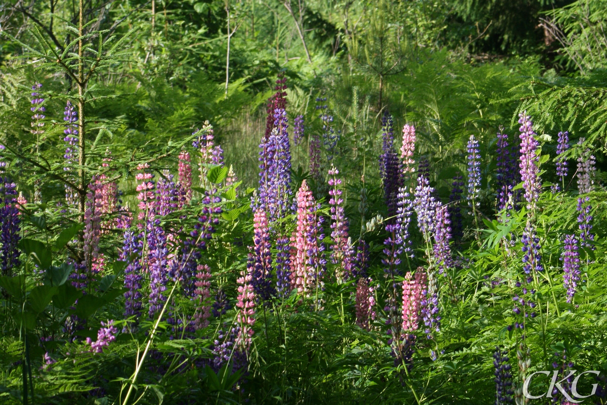 Lupiner i skogen, massor av färger