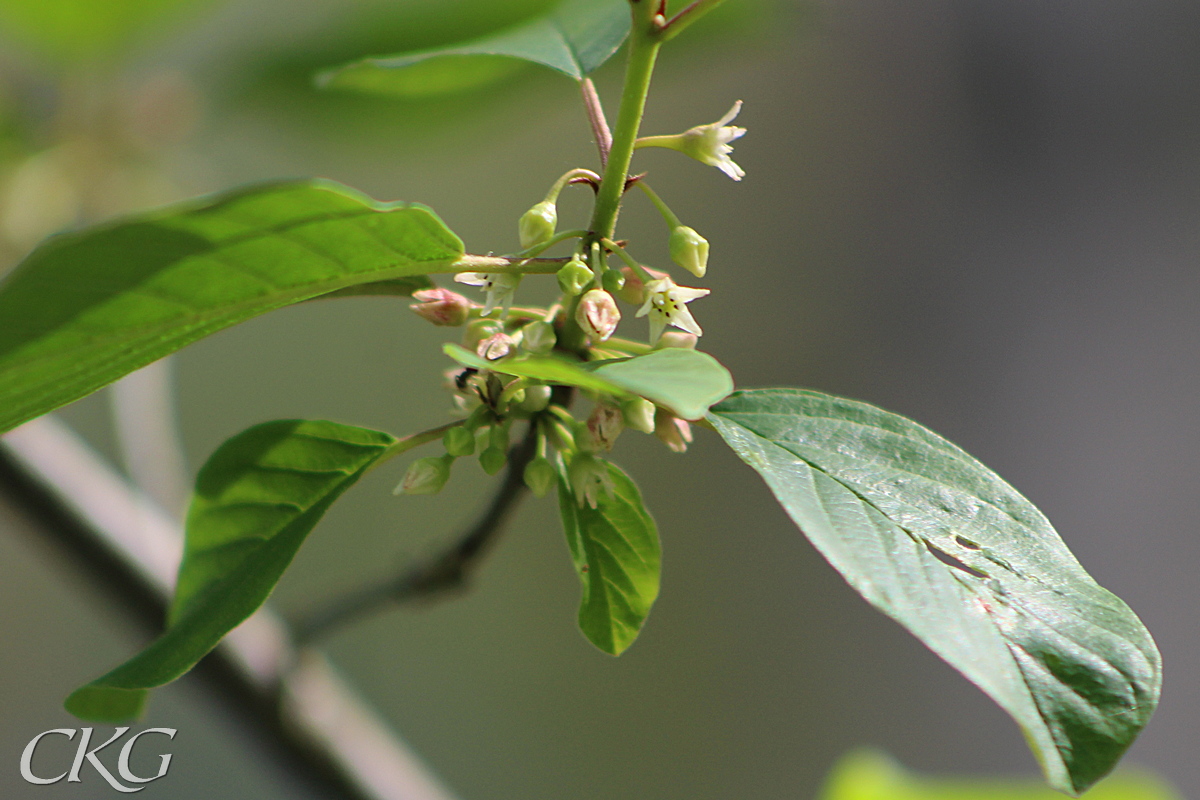 Brakved_blommor_033150.JPG