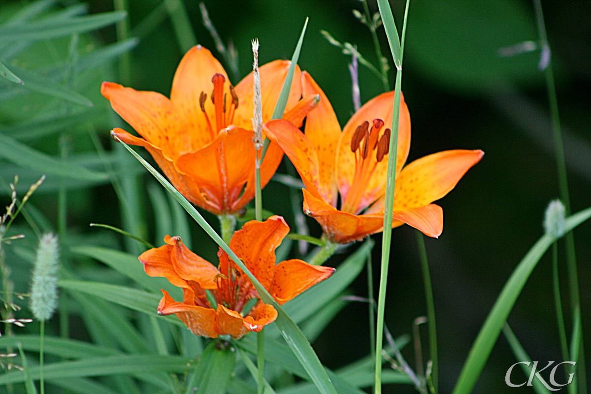 Vid Häggen blommar fortfarande några liljor, snart ett sekel efter att hävden slutade