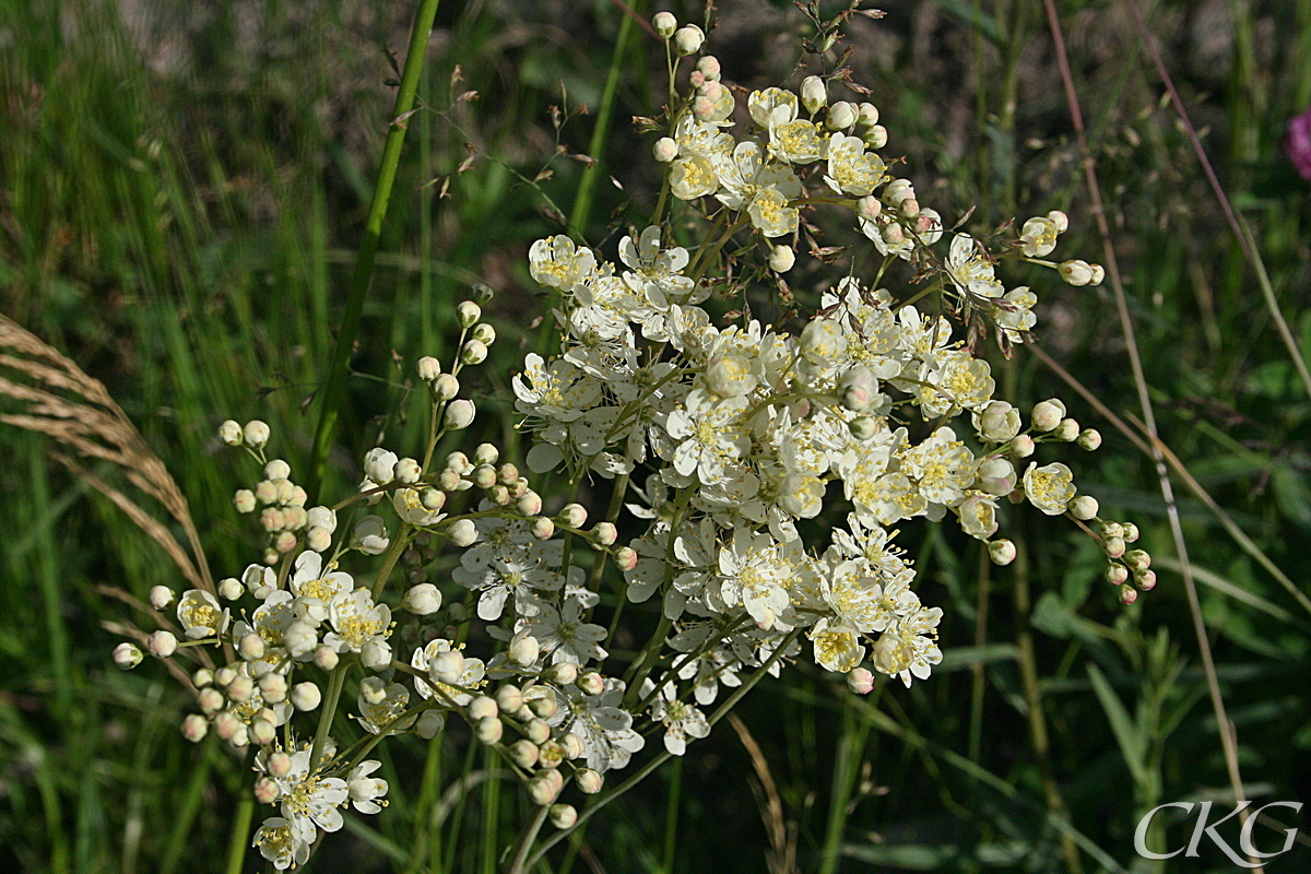 Brudbrödet har en mindre blomställning, och de enskilda blommorna är större än älgörtens