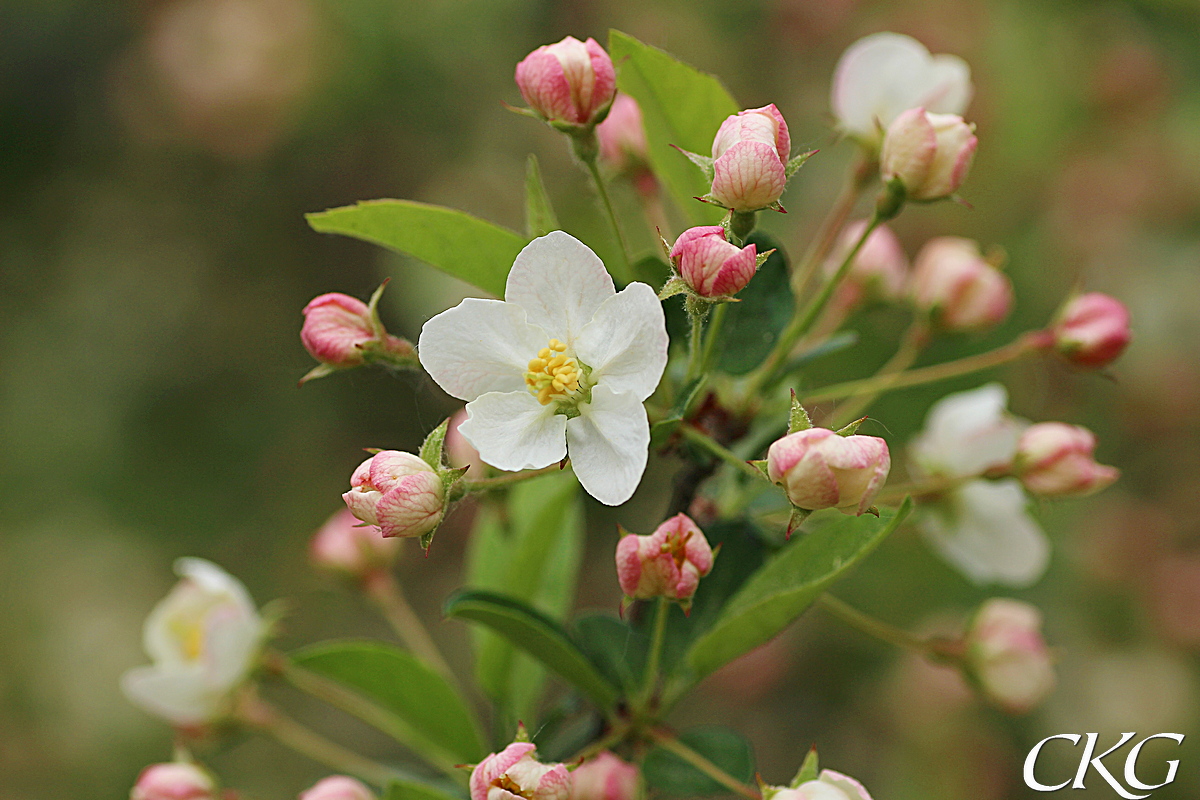 Bukettapel_blommor_058970.JPG