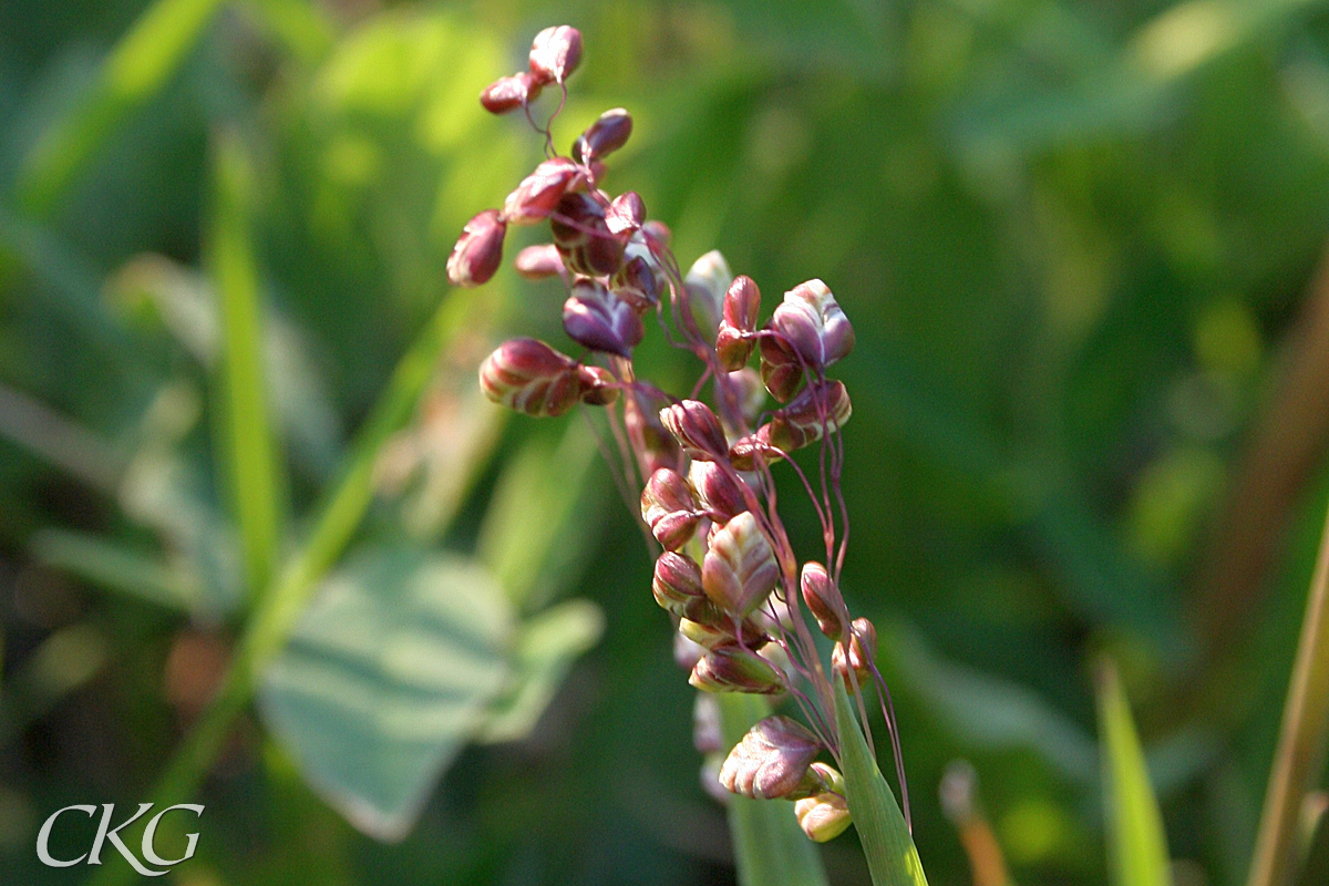 Darrgras_strax_innan_blomning_11051.JPG