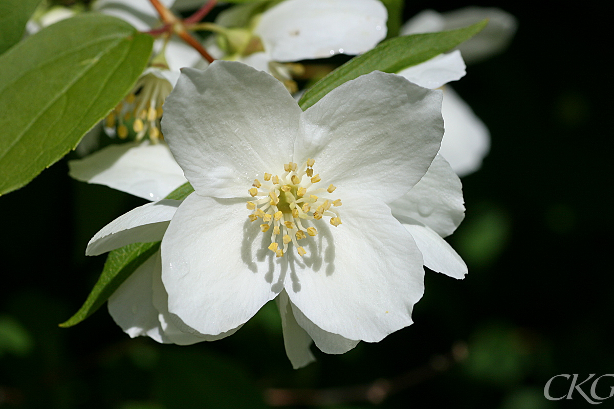 Schersminblomma