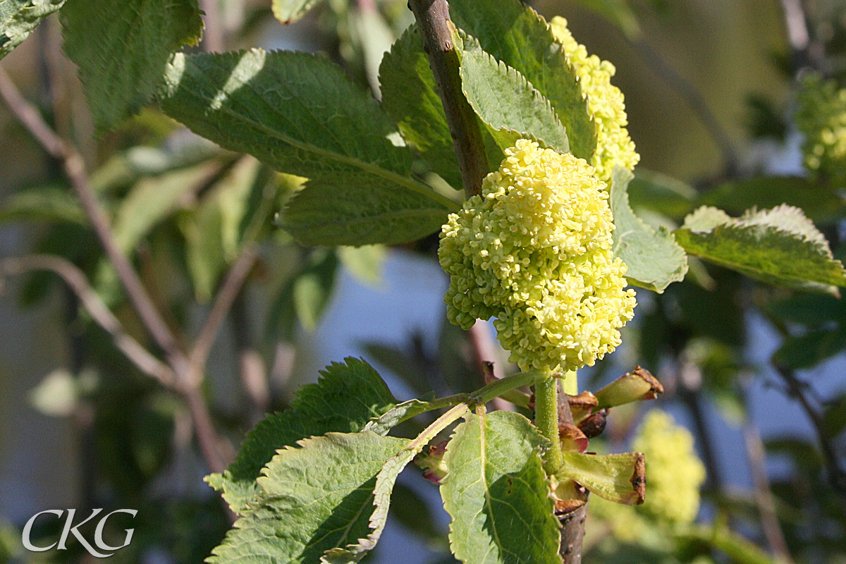 De gulgröna blomklasarna