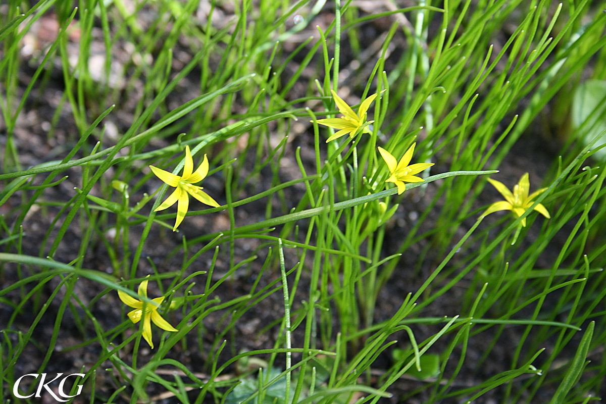 Dvärgvårlök bildar ofta stora bestånd, men de tunna trådformiga bladen och små blommorna besvärar inte annan vegetation