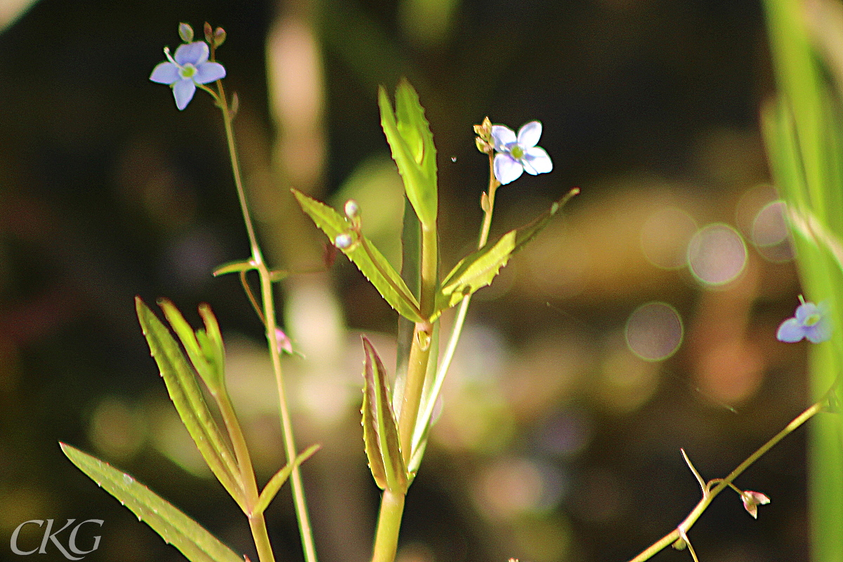 Blekblå blommor på långa skaft och långsmala blad, ofta med rödbrun ton