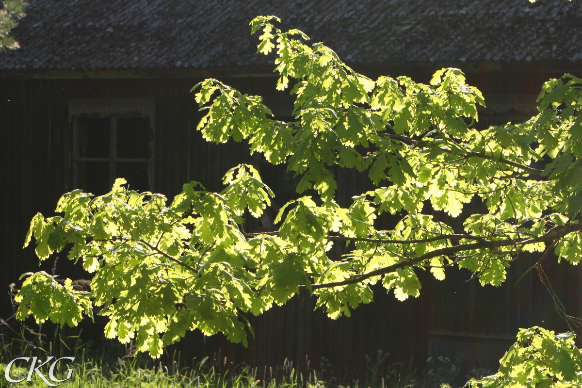 Försommargrönskan är skirt ljusgrön