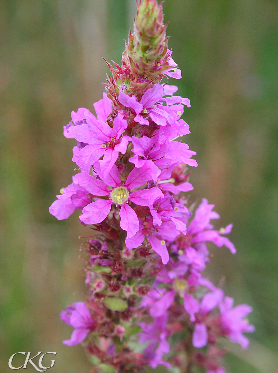 Fackelblomster