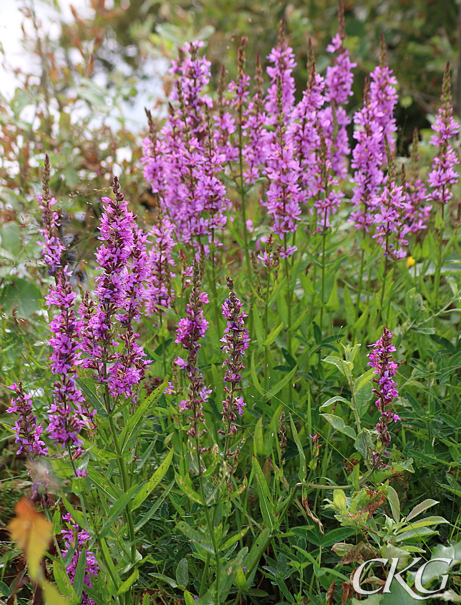 Fackelblomster_Norrangsdammen_044859.JPG