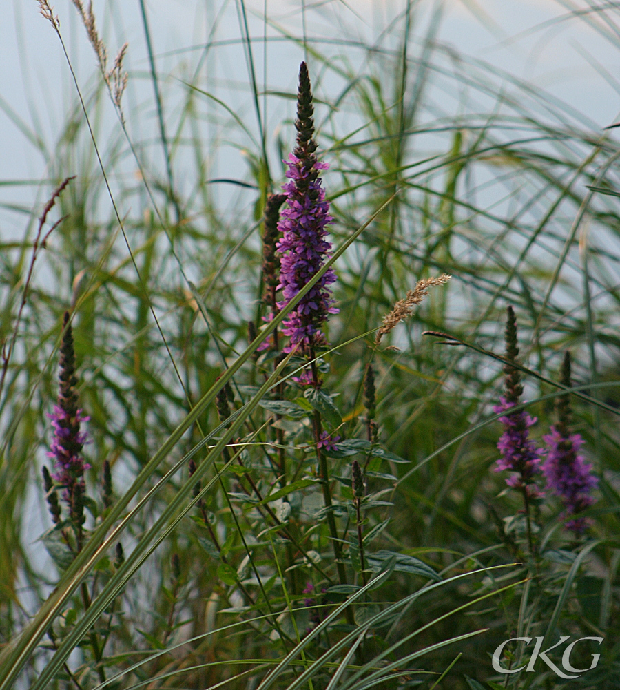 Fackelblomster_badviken_18304.JPG