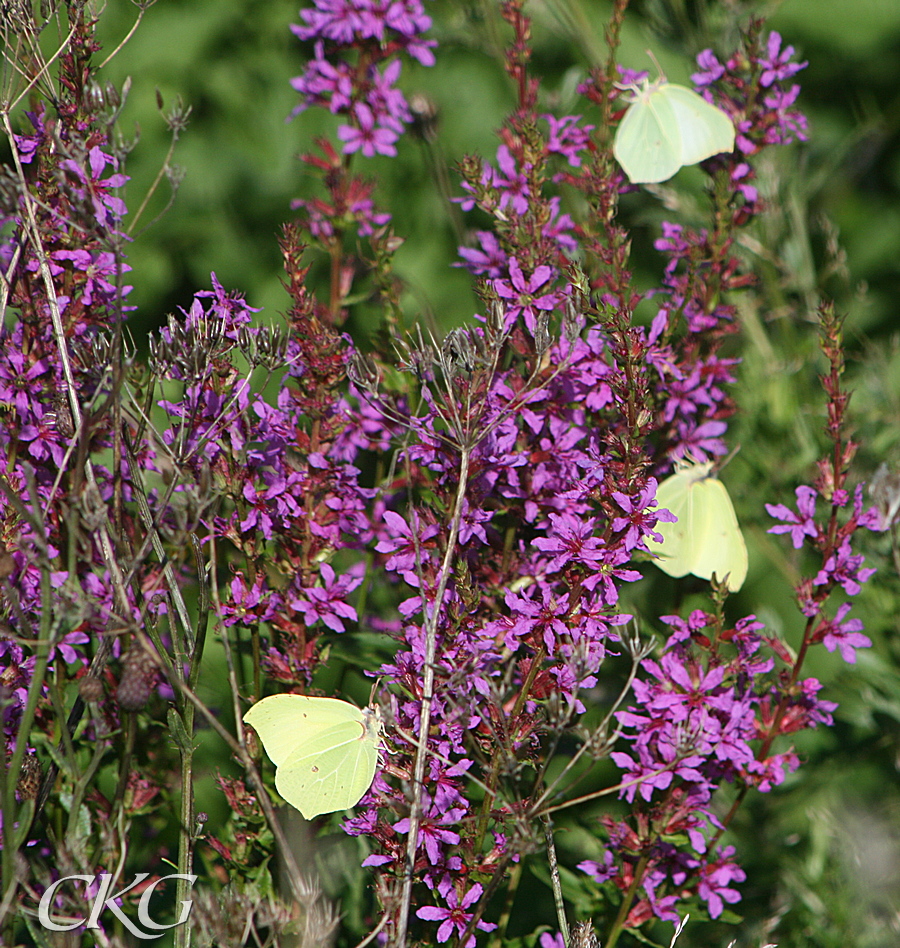 Fackelblomster_m_Citronfj