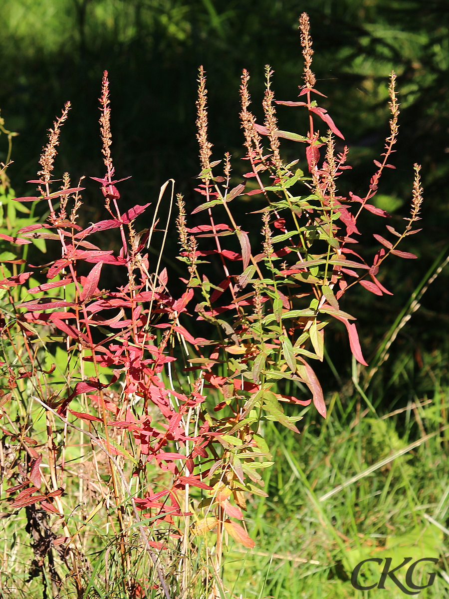 Fackelblomster_overblommad_m_rott_bladverk_0077348.jpg