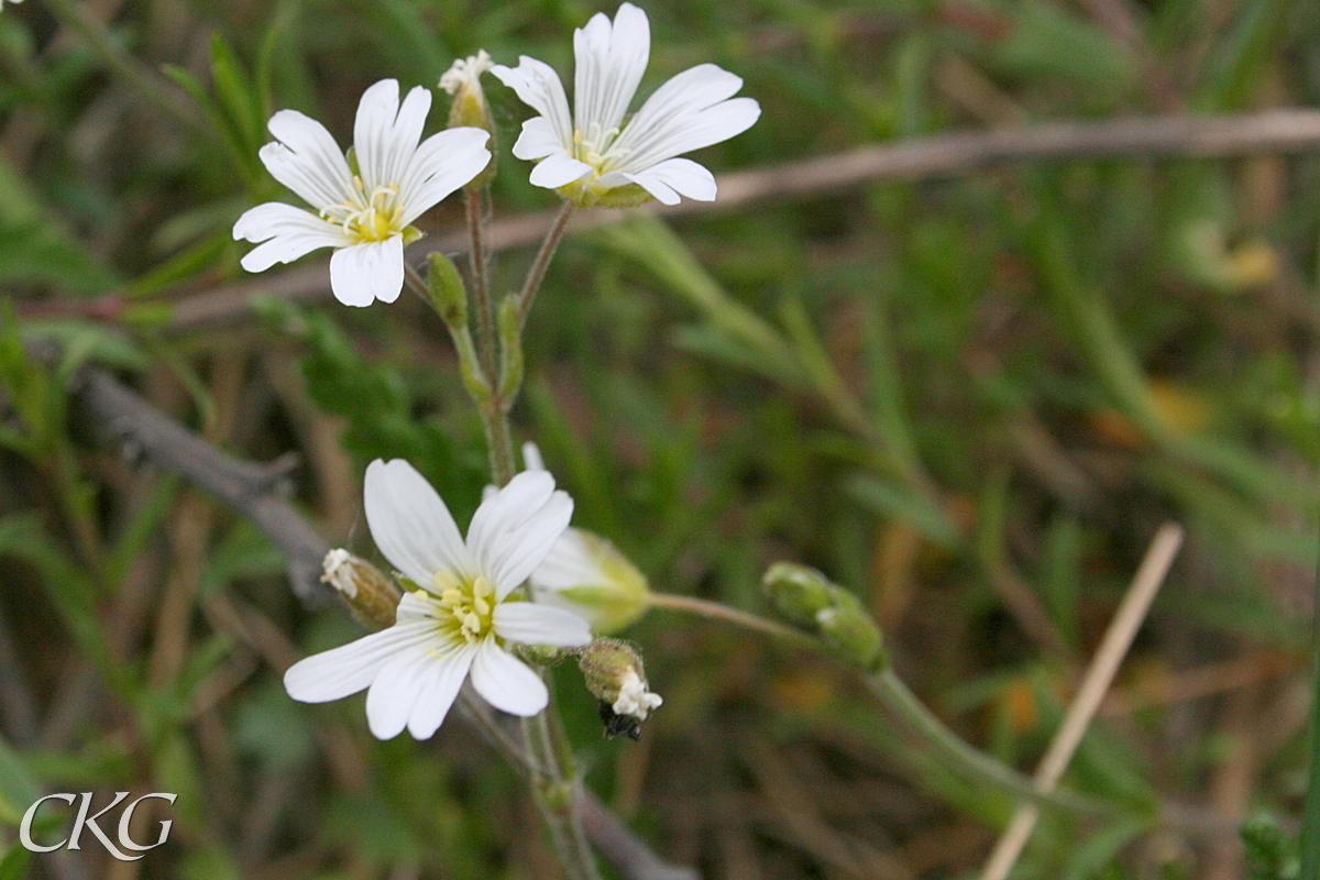 På de övre blommorna ser man att kronbladen bara är kluvna en bit ner