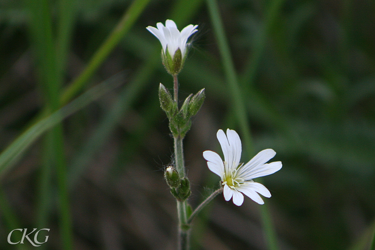 Faltarv_blommar_Bruket_27912.JPG