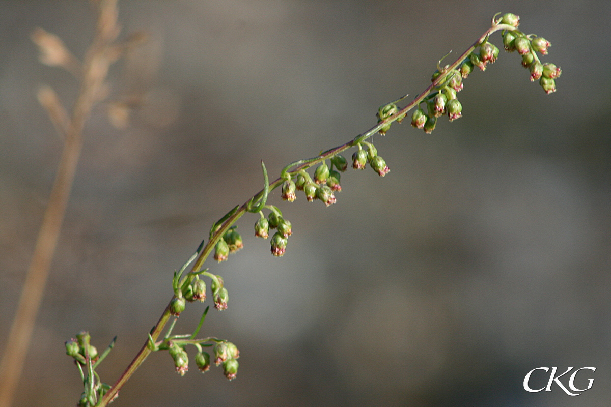 Fältmalört, blommor