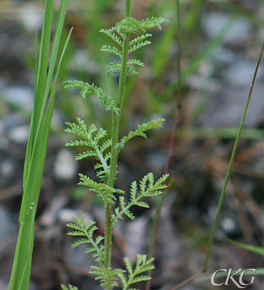 Fargkulla_blad_16337.JPG