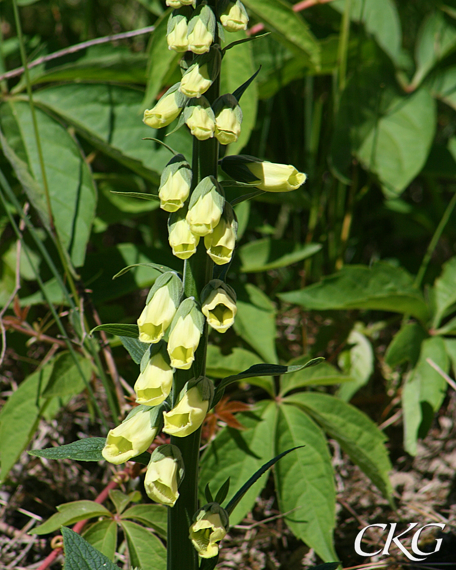 Fingerborgsblomma_gulblommande_Listregdn_28582.JPG