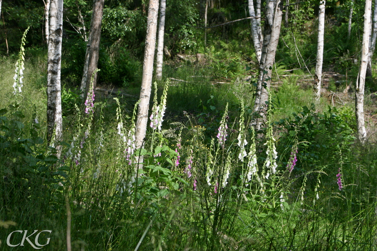 Fingerborgsblommor i massor under björkarna