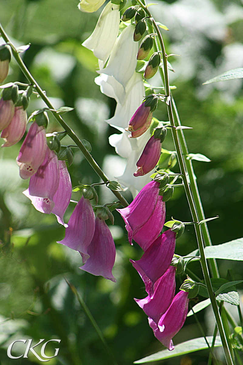 Fingerborgsblommor_Bjorkbacken_23252.JPG