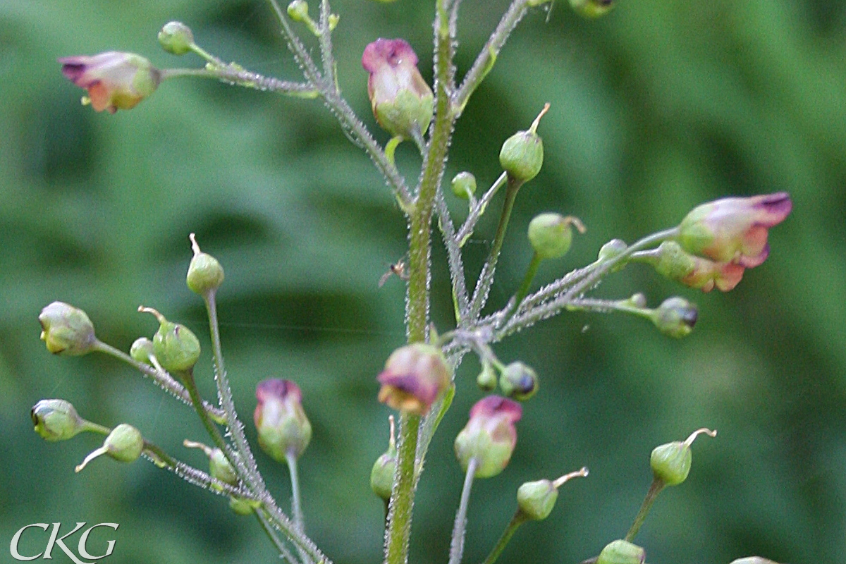 Närbild blommor, tyvärr oskarpt