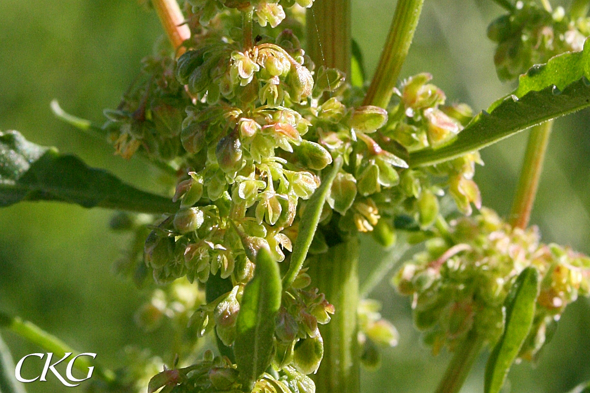 Gröna, tvåkönade blommor med lätt röd ton, och inre hylleblad utan köl