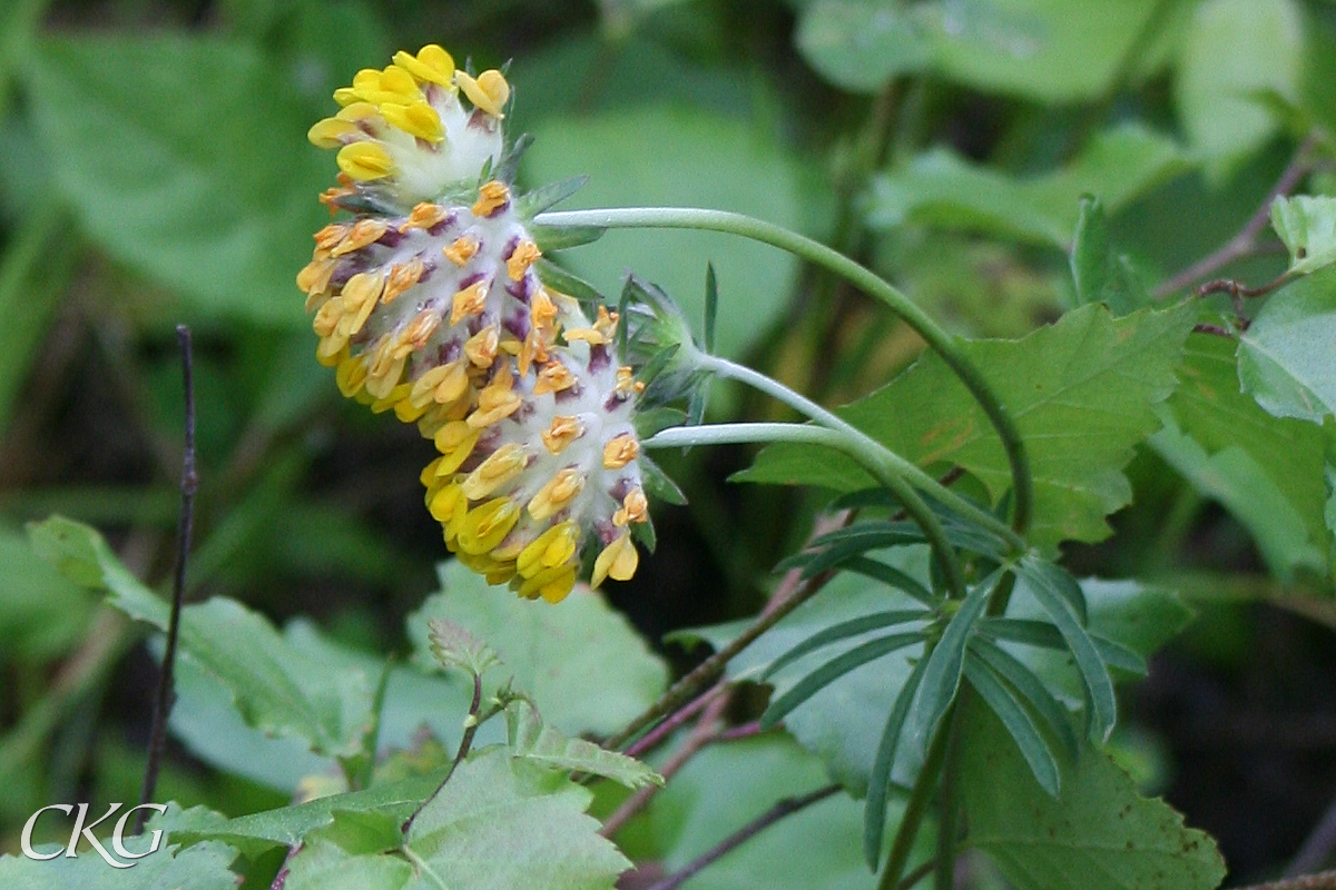 Blomhuvudena är ganska stora och glesblommiga, och de övre bladen är smalt parflikiga