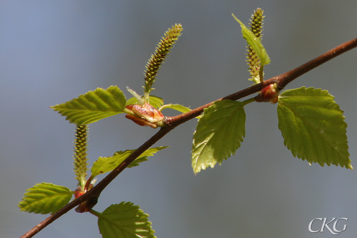 Glasbjork_honhangen_27700.JPG