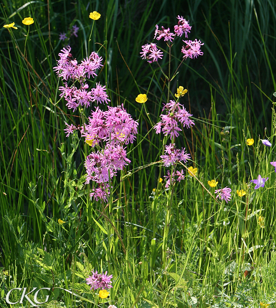 Gokblomster_11350.JPG