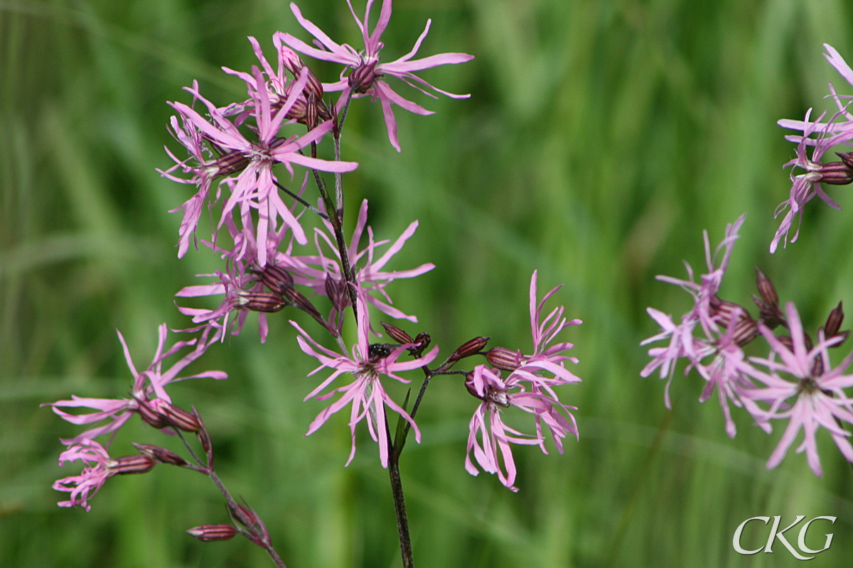 De fransiga, chockrosa blommorna är riktigt läckra