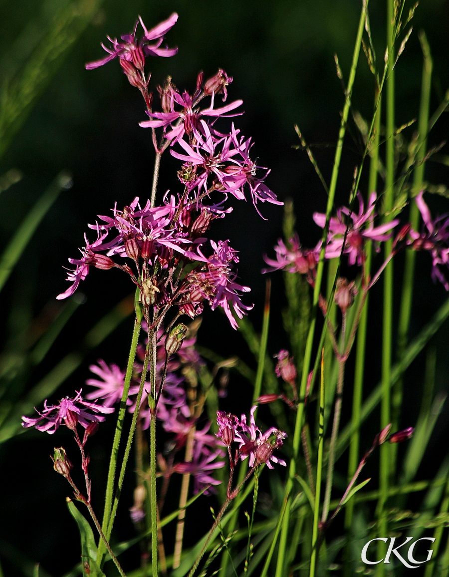 Gokblomster_Norrangsdammen_69221.jpg