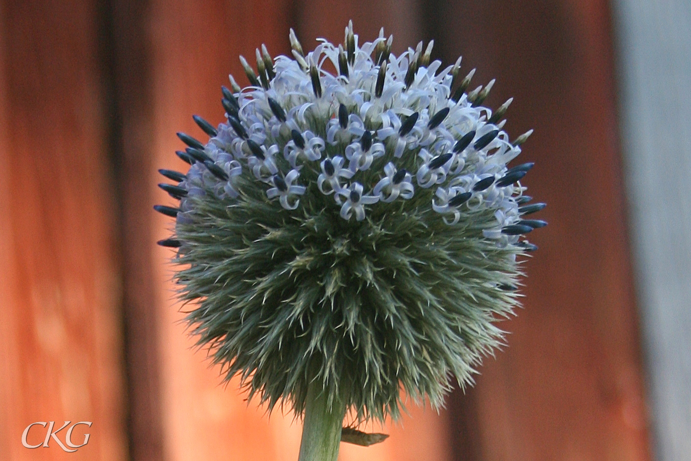 Bolltistlarnas klot av blommor är mycket speciella