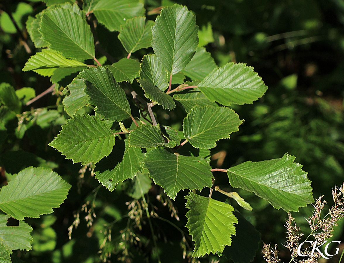 Gråal, blad och årsskott med sina vackert blanka bladovansidor