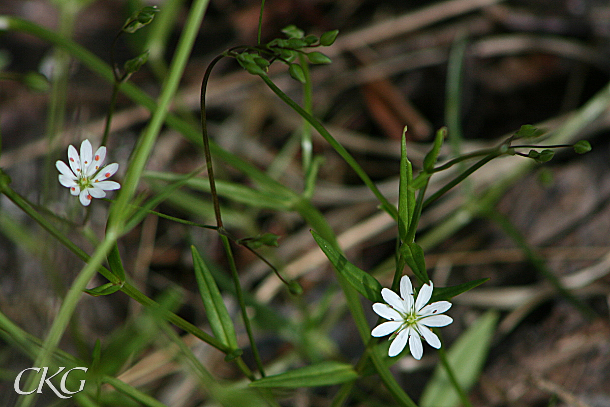 Grasstjarnblomma_15363.JPG