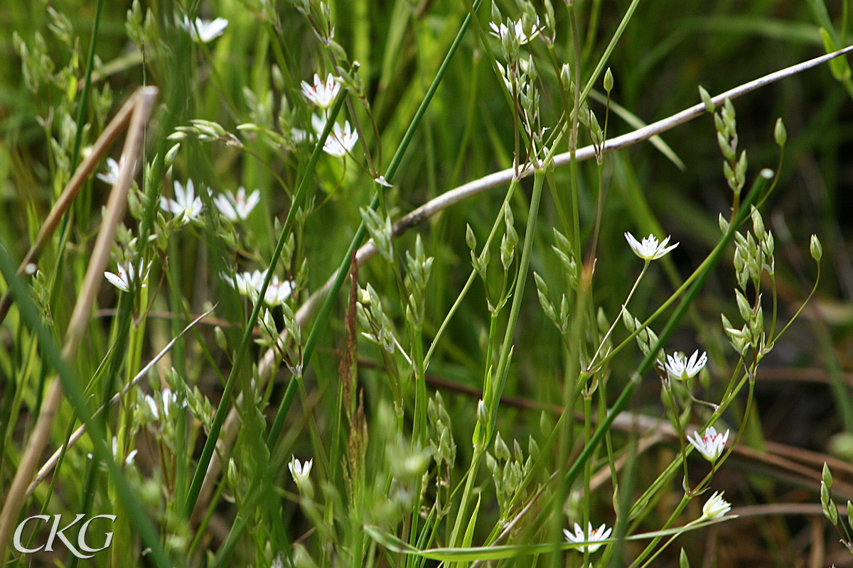 Grasstjarnblomma_15367.JPG