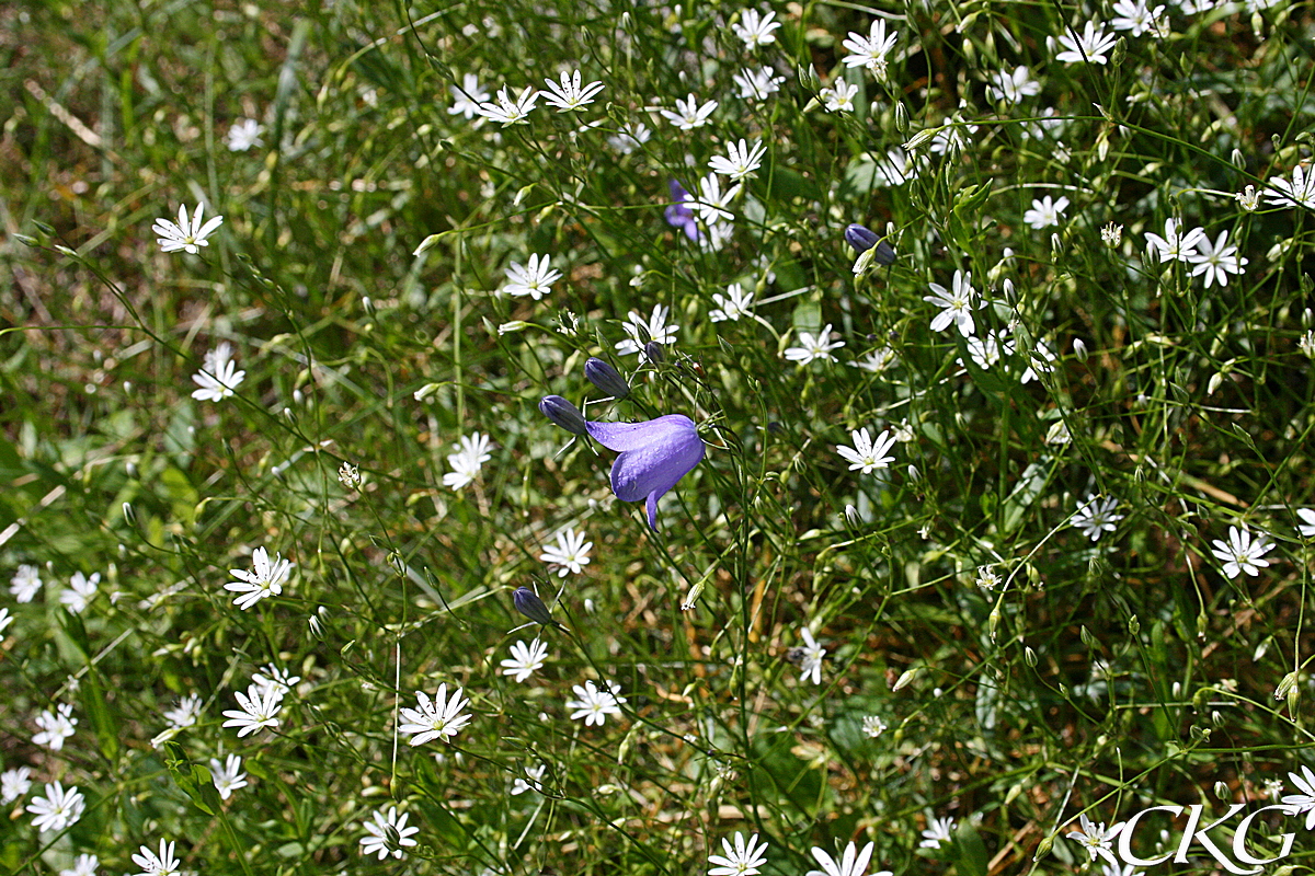 Grässtjärnblomma