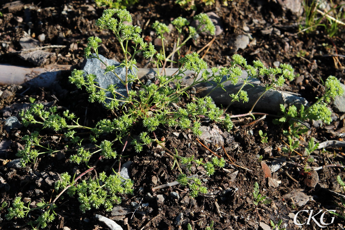 Grönknavel, stor planta på skogsvägen