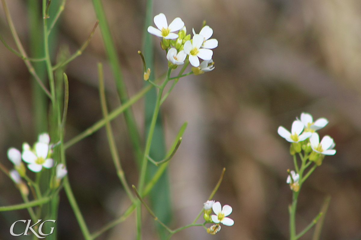 Vita blommor med smala kronblad, jämnt avsmalnande mot den gula basen