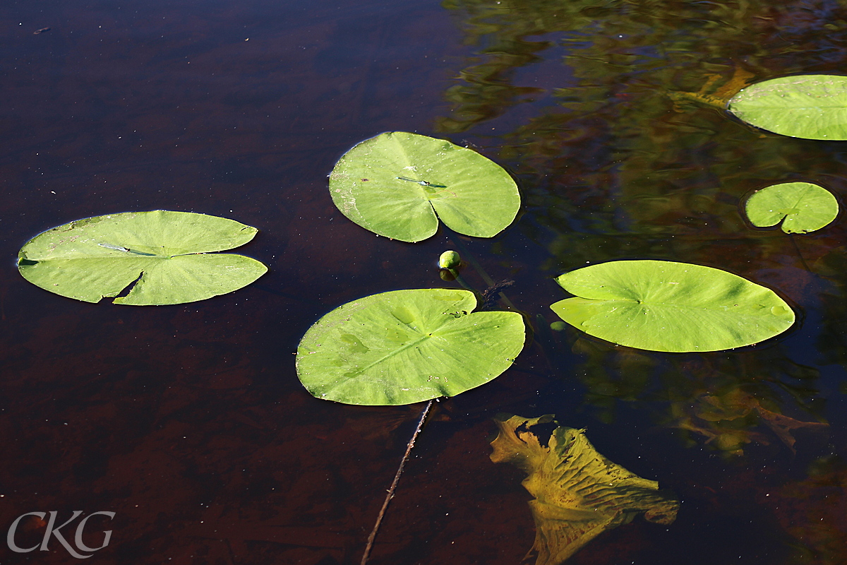 Gul_nackros_blad_Badviken_050977.JPG