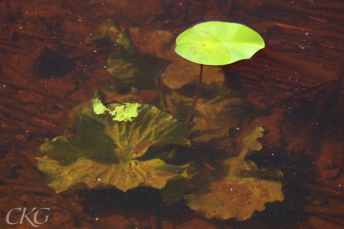 Gul_nackros_blad_ovan_och_under_ytan_Badviken_051114.JPG