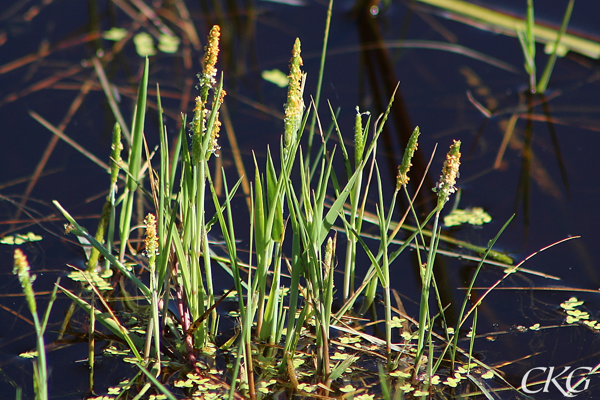 I dammarna kan plantorna uppenbarligen sträcka på sig för att klara tillfälligt högre vattenstånd