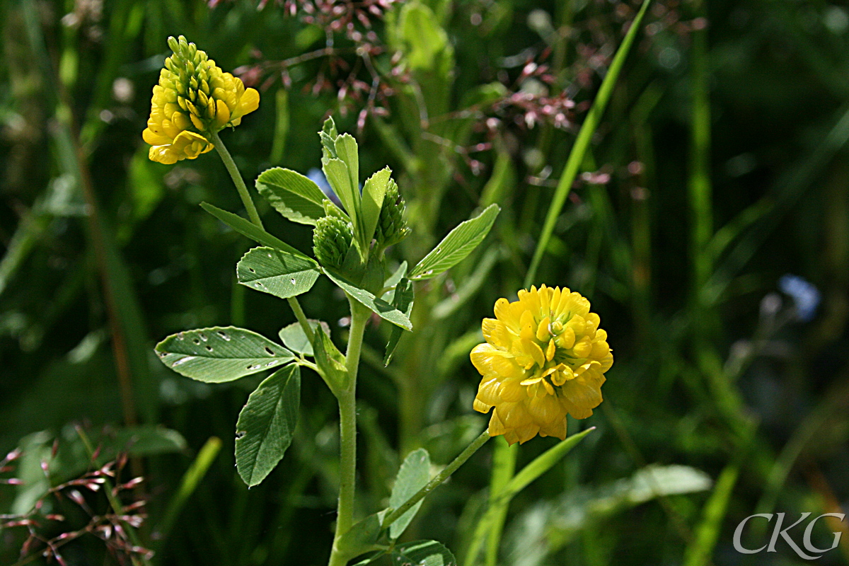 Gullklöver har oskaftade småblad och relativt stora blommor (för att vara en gul klöver)