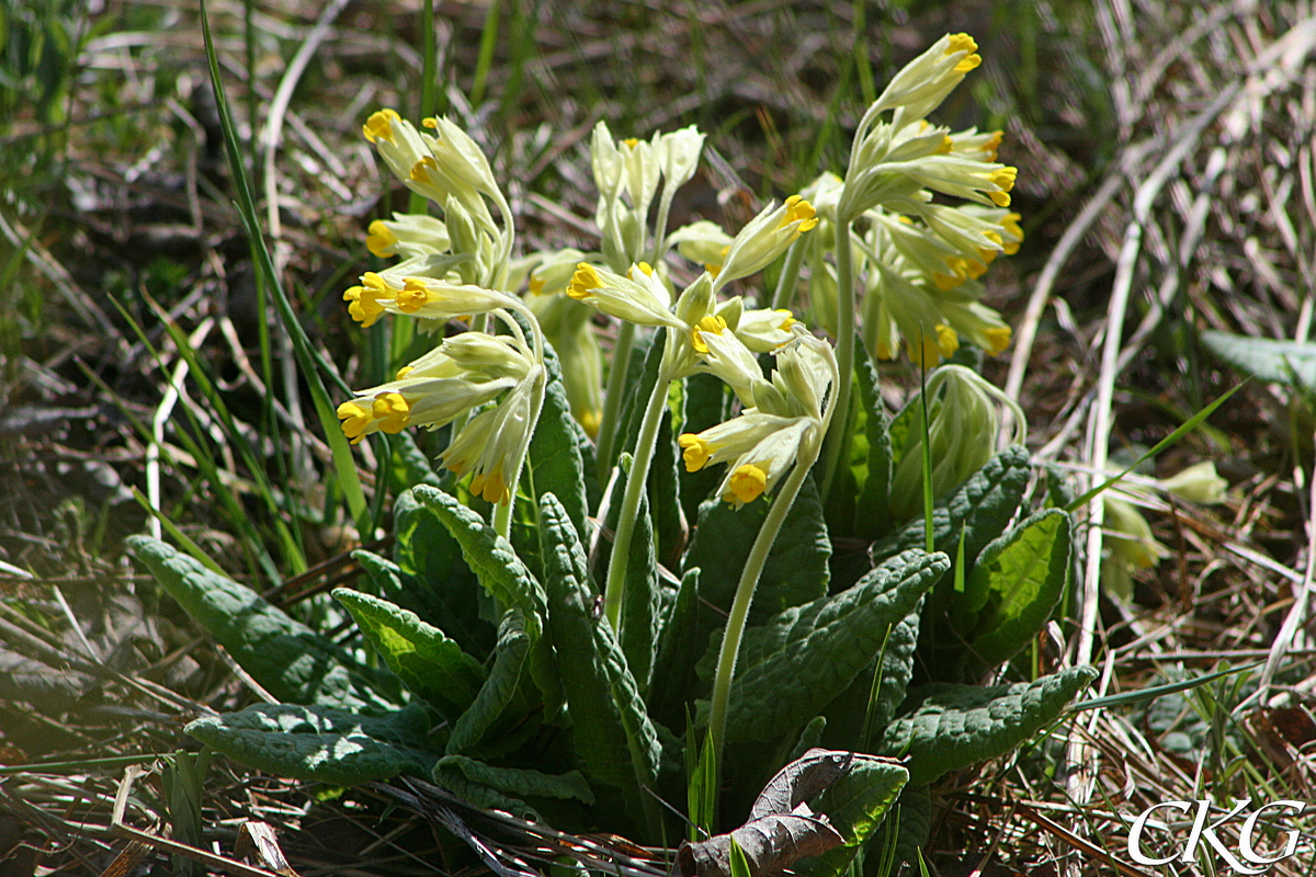 Bladrosetten utvecklas under blomningen