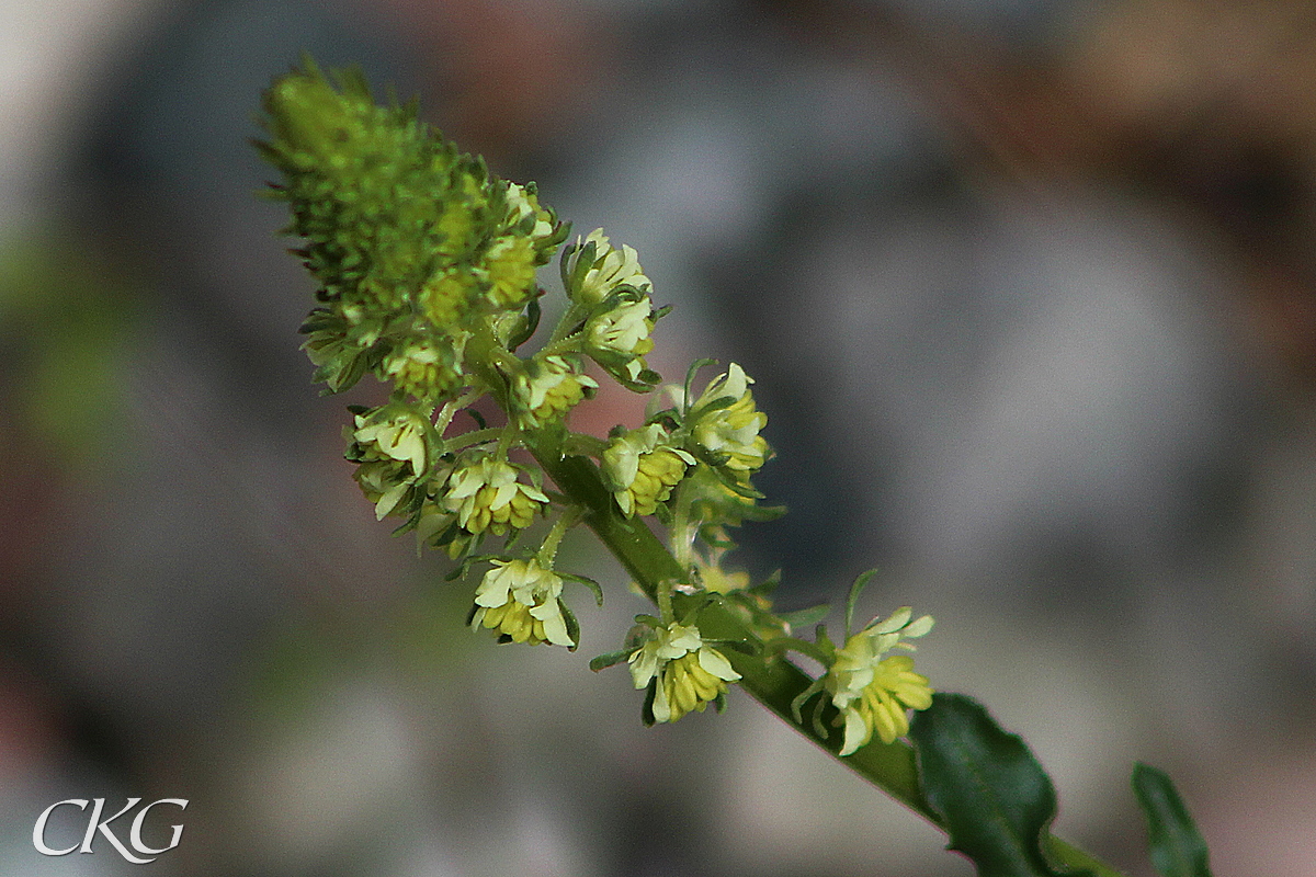 Gulreseda_Listregdn_059358.JPG