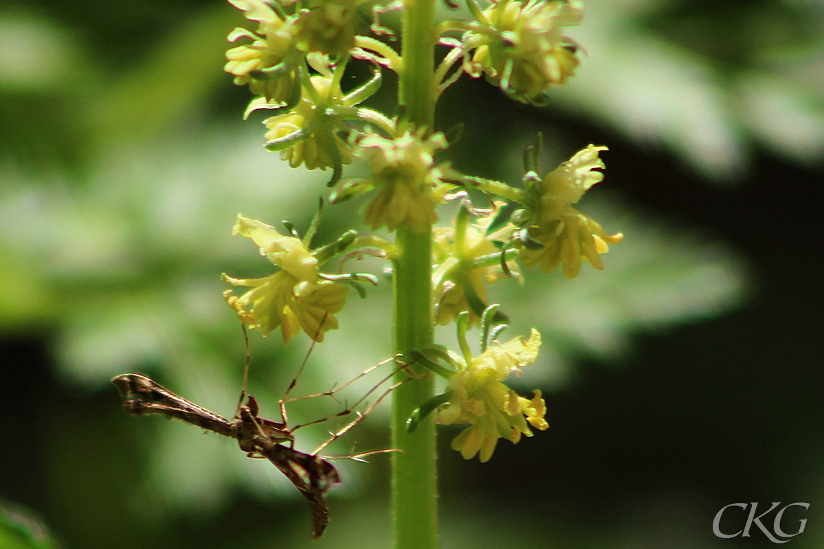 Gulreseda_Listregdn_m_fjadermott_059362.JPG