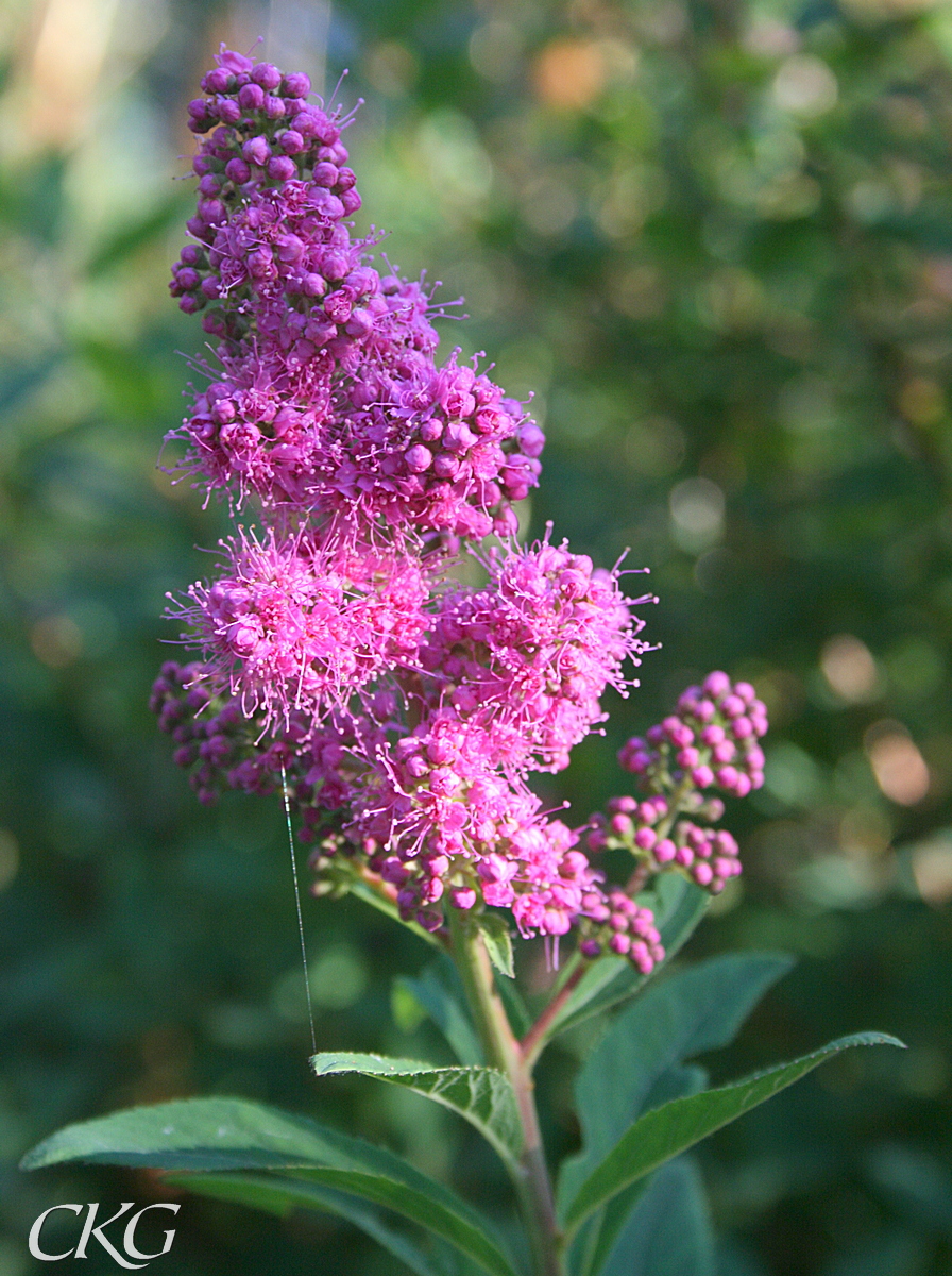 Häckspirea har långa, täta klasar av rödrosa blommor, och långsmala blad