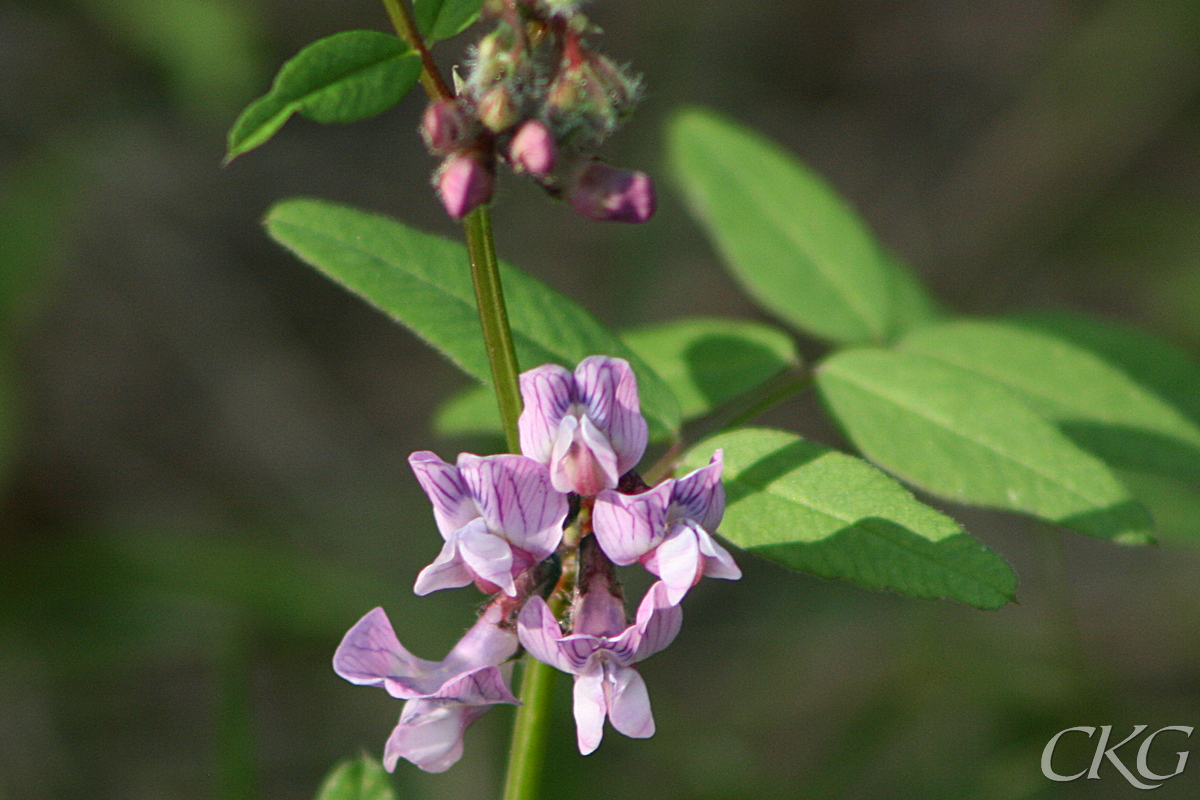 Häckvicker har fåblommiga klasar av mer rödvioletta blommor, betydligt större än kråkvickerns