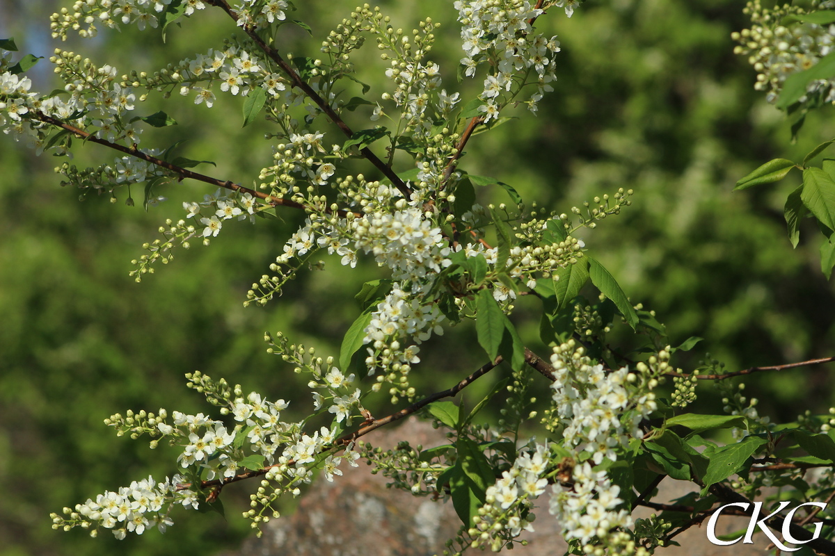 Häggen börjar blomma