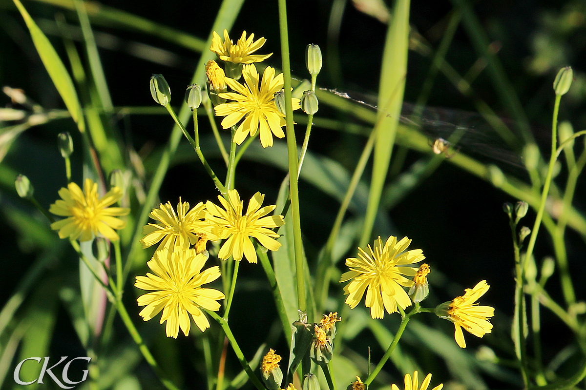 Blomställningen är en gles klase av små gulblommande korgar